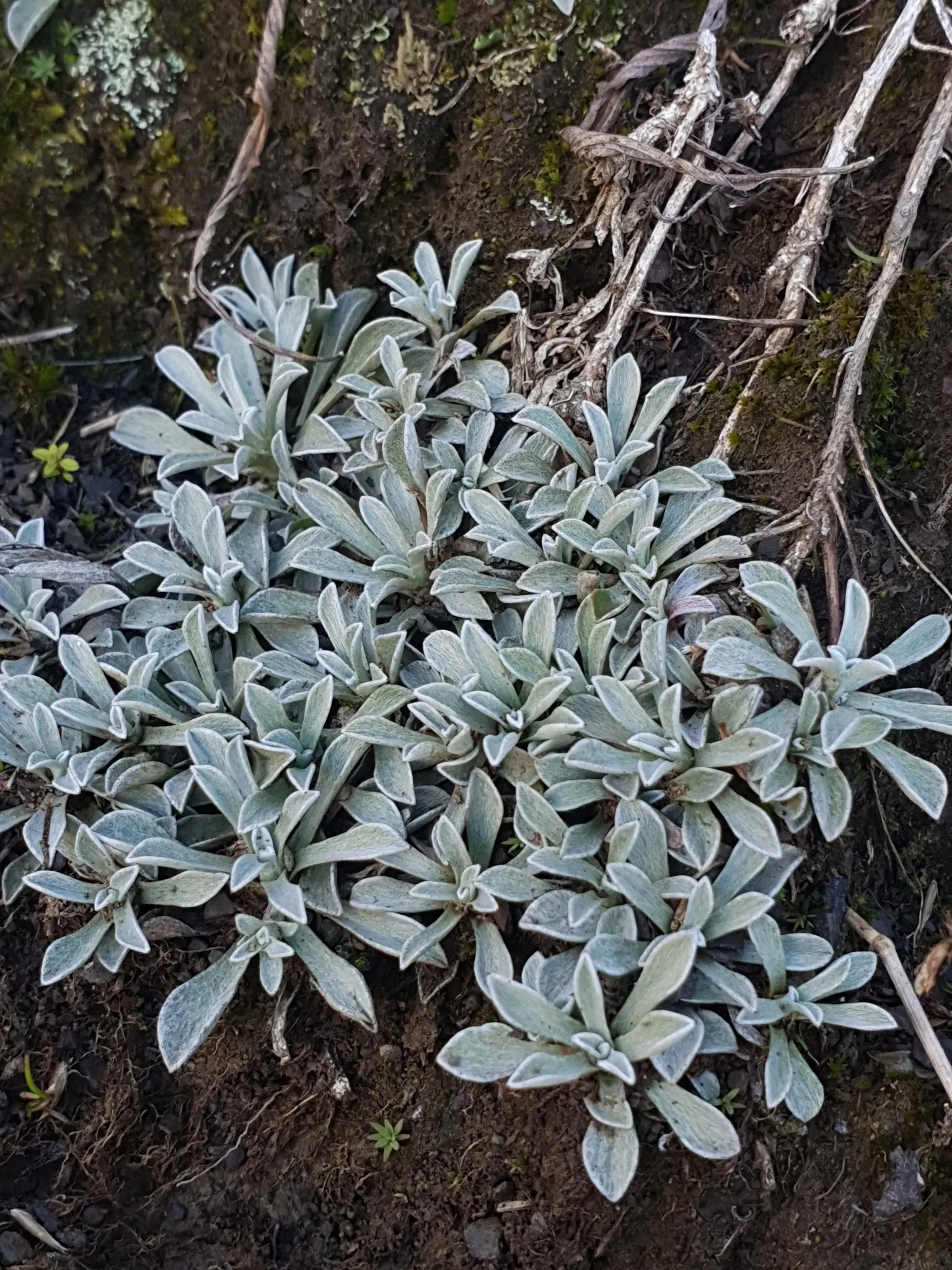 Pussytoes (Antennaria Plantaginifolia) — Silvery-white to soft pink flower clusters resemble cat's paws, emerging in spring; is a perennial, image 165