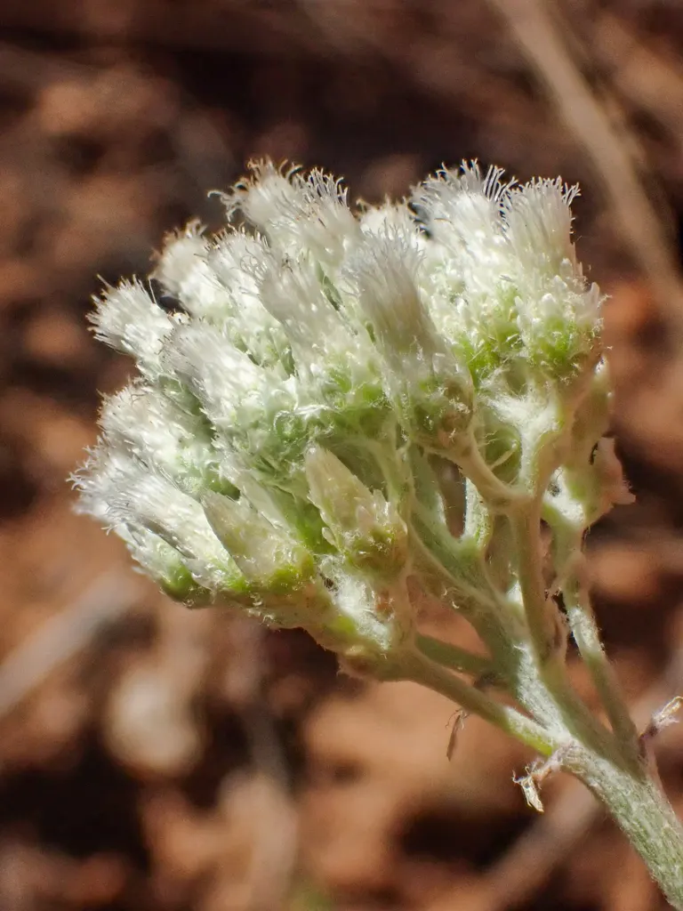 Pussytoes (Antennaria Plantaginifolia) — making it a low-maintenance choice for rock gardens and borders; and prefers well-drained soil with full sun to light
