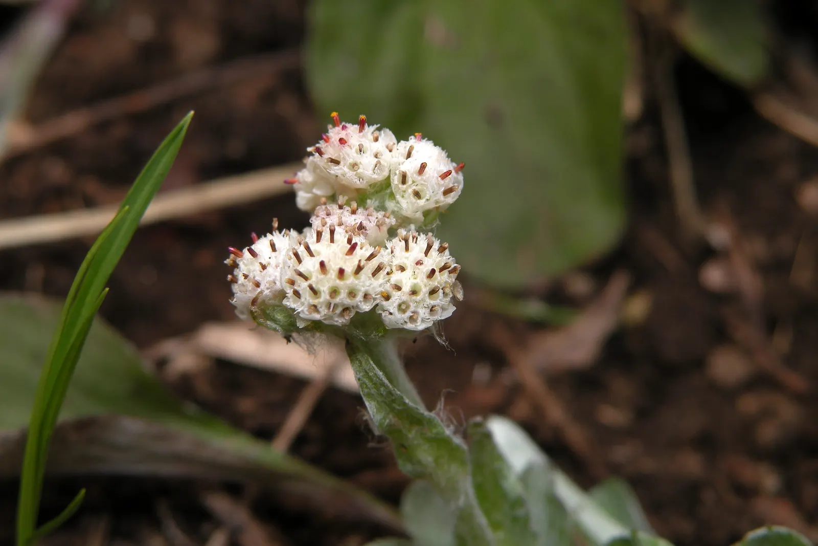 Pussytoes (Antennaria Plantaginifolia) — ground cover / perennial with white blooms; these flowers provide sustenance for a range of pollinators, image 91