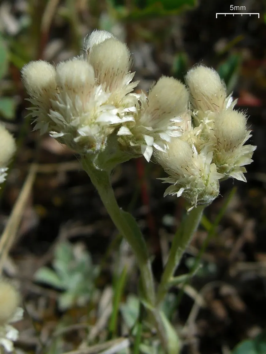 Pussytoes (Antennaria Plantaginifolia) — ground cover / perennial with white blooms; these flowers provide sustenance for a range of pollinators, image 137