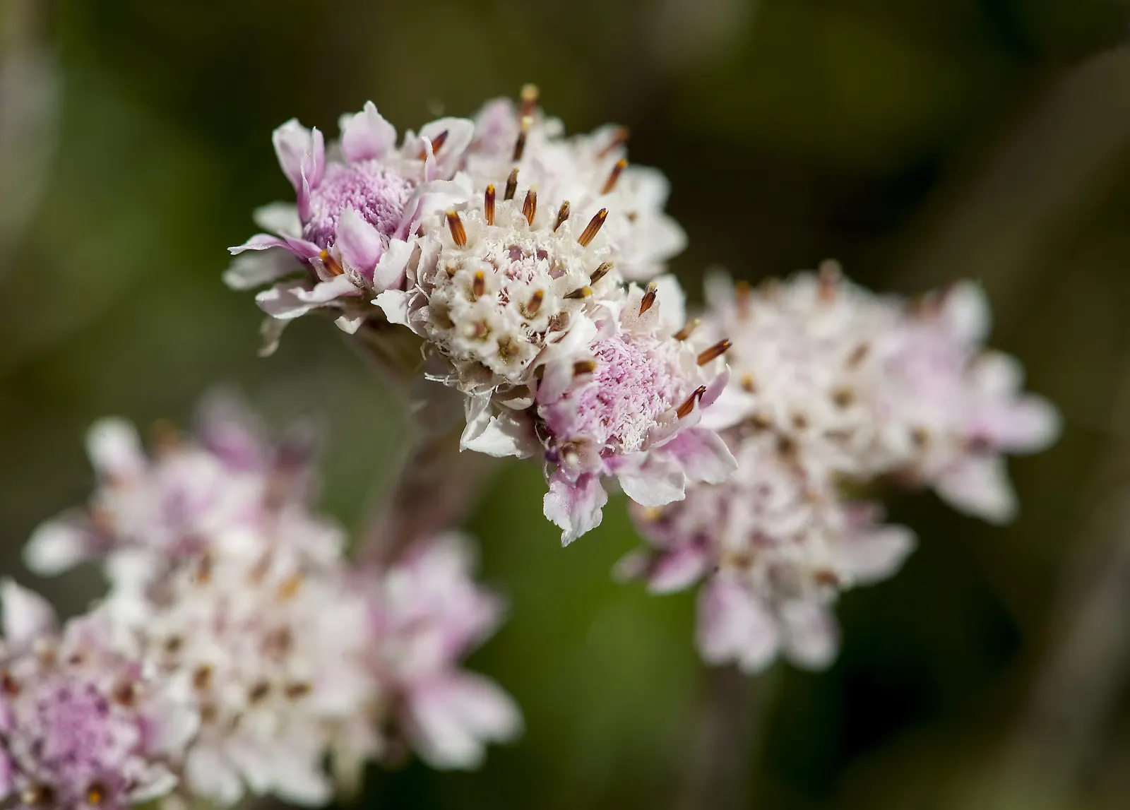 Pussytoes (Antennaria Plantaginifolia) — white flowers in the garden; making it a low-maintenance choice for rock gardens and borders, image 136