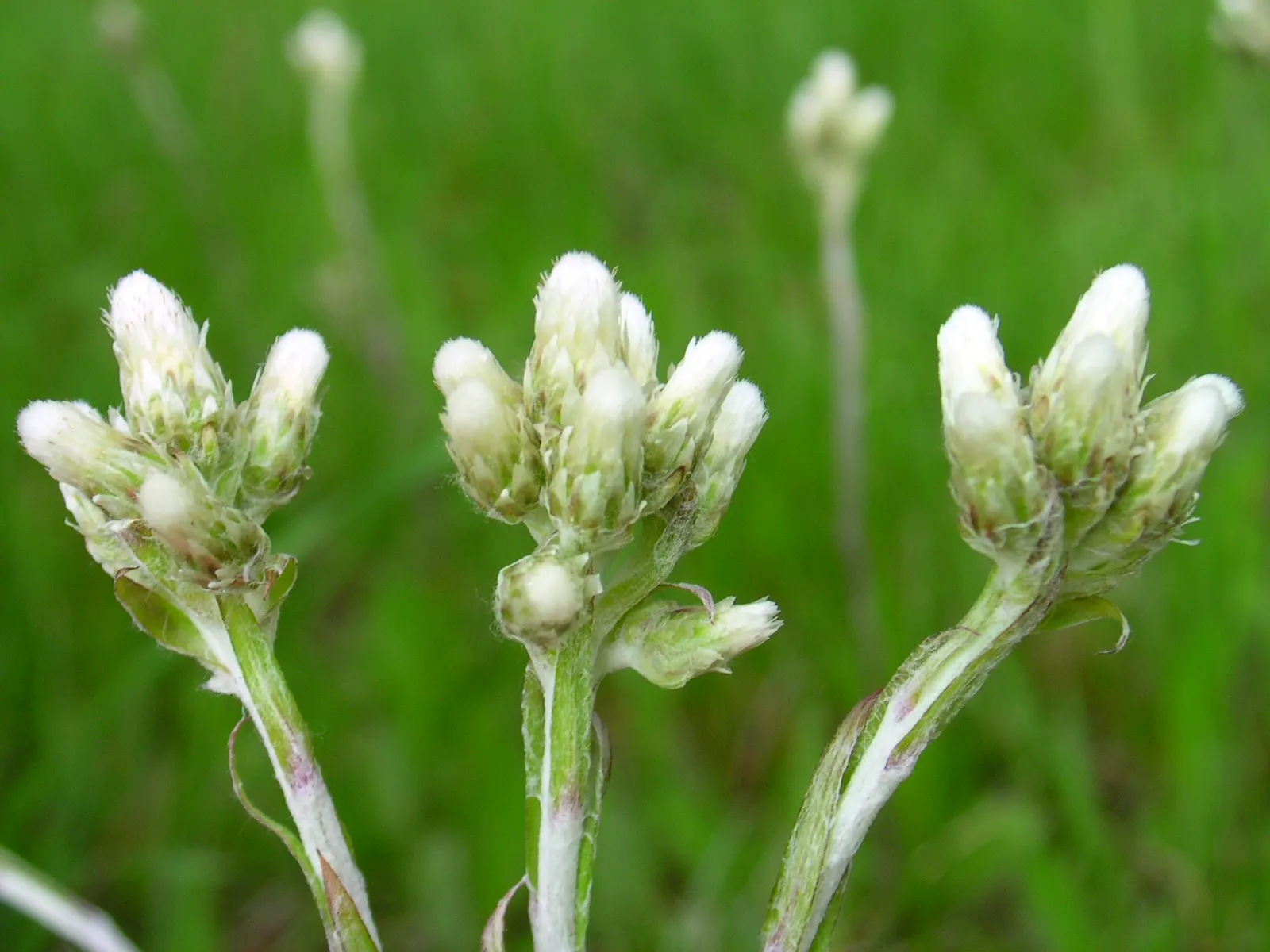 Pussytoes (Antennaria Plantaginifolia) — This North American native stands at a modest height of 6 to 12 inches; is a charmingly modest perennial, image 54