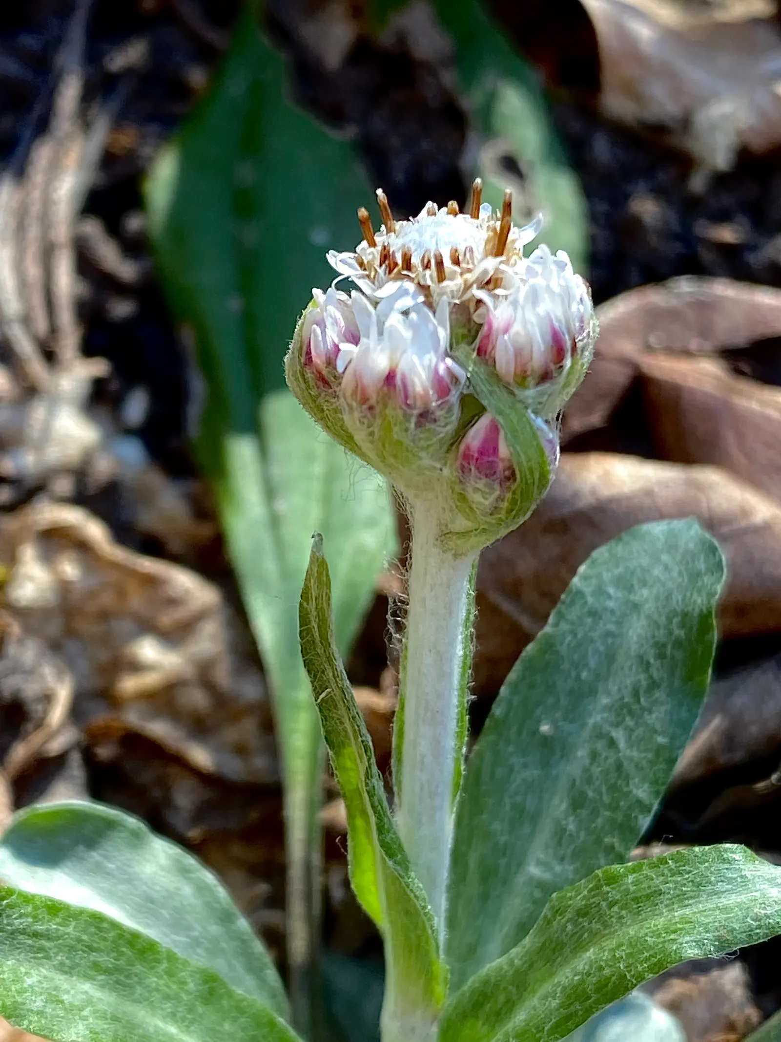 Pussytoes (Antennaria Plantaginifolia) — This plant's ability to spread through stolons will enable it to fill in landscape areas with ease, image 111