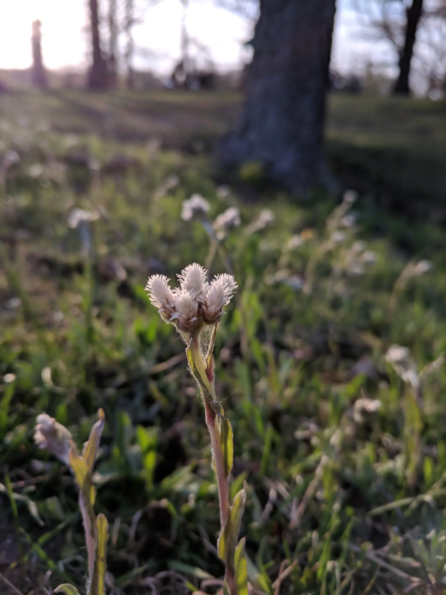 Pussytoes (Antennaria Plantaginifolia) — or as a ground cover in xeriscaping designs; this North American native stands at a modest height of 6 to 12 inches