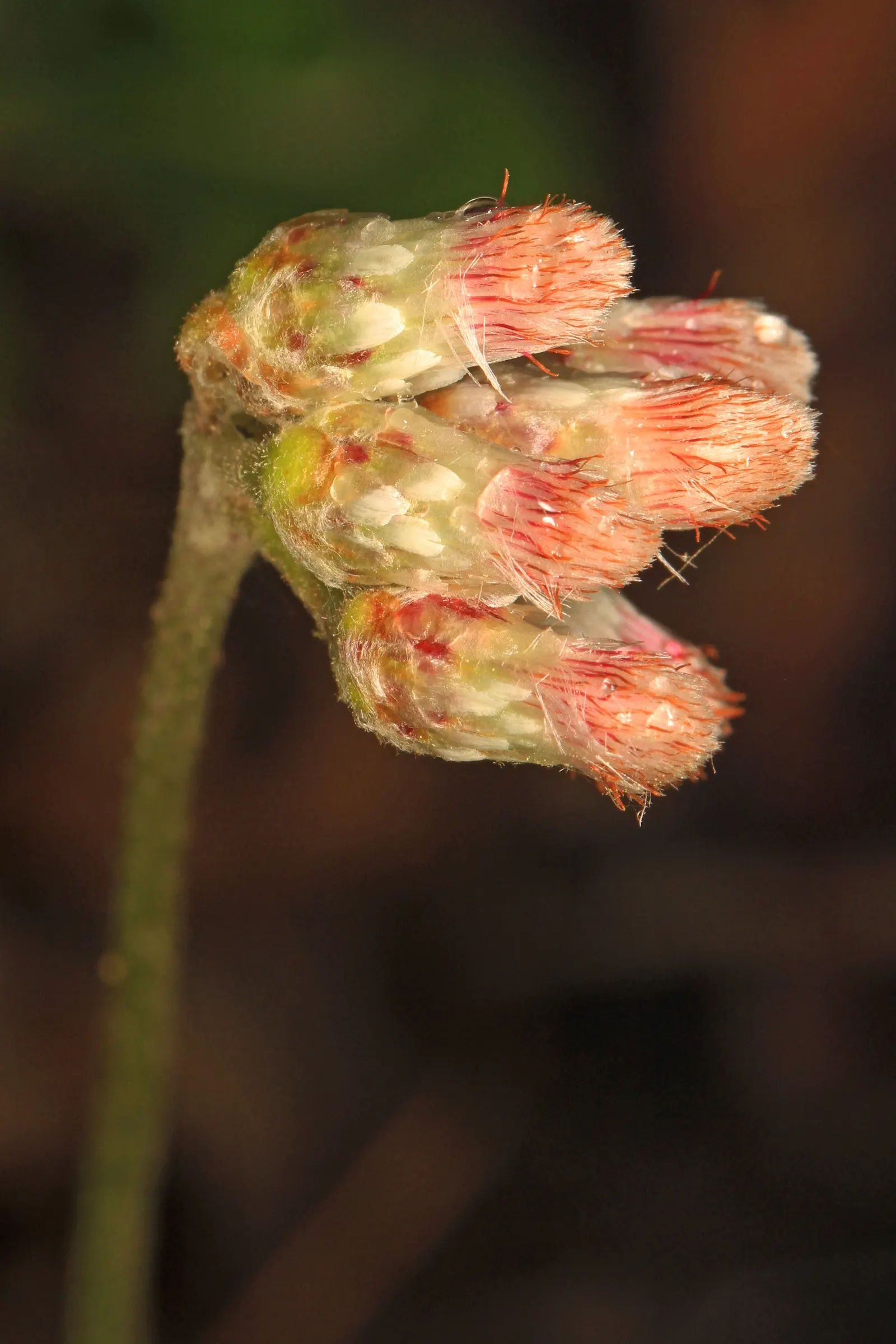 Pussytoes (Antennaria Plantaginifolia) — This plant's ability to spread through stolons will enable it to fill in landscape areas with ease