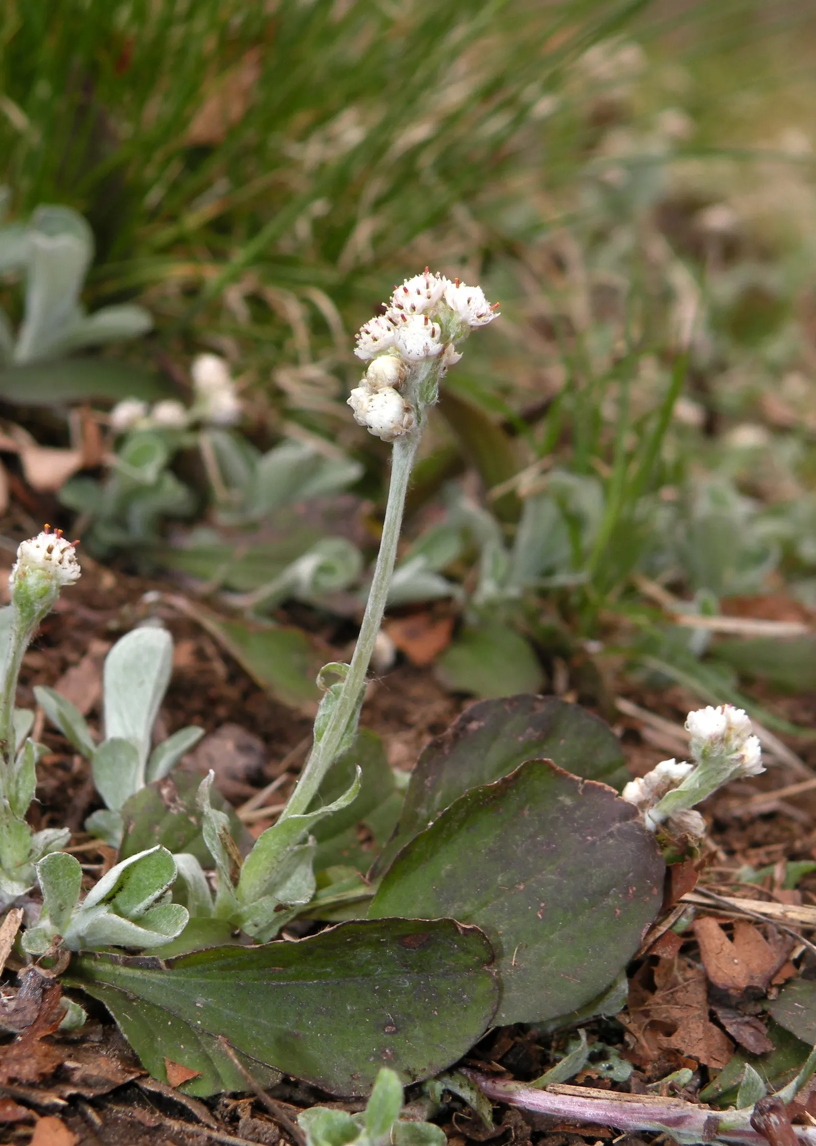Pussytoes (Antennaria Plantaginifolia) — with the shape reminiscent of plantain leaves (Plantago); it requires well-drained soil and is, image 103