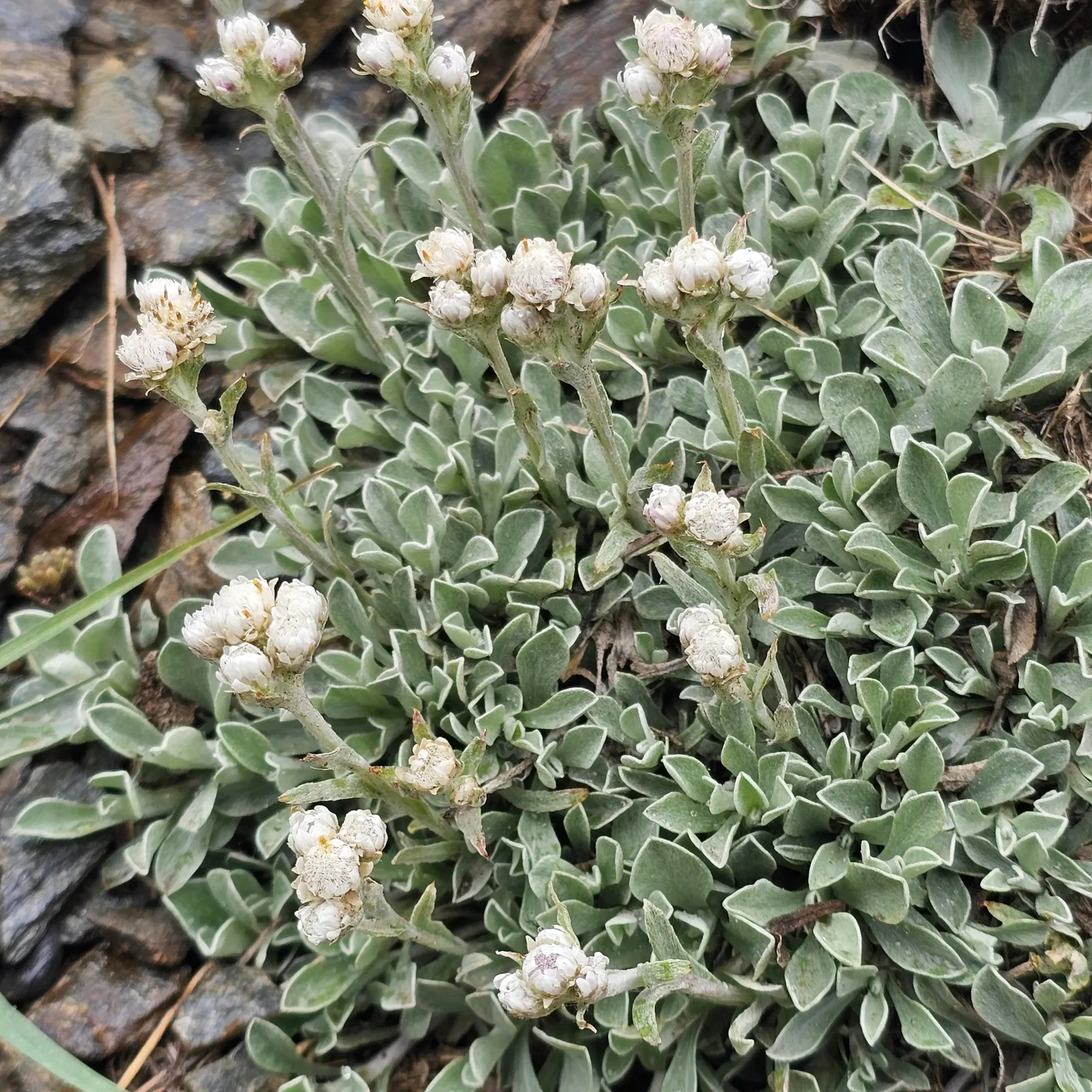 Pussytoes (Antennaria Plantaginifolia) — These basal leaves are spatulate to oblanceolate with a fine, image 81