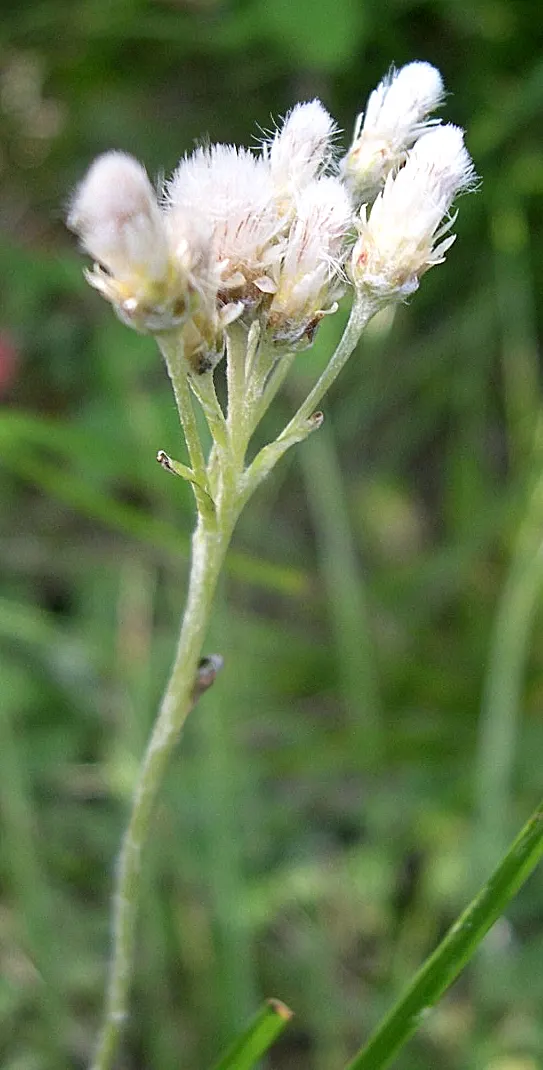 Pussytoes (Antennaria Plantaginifolia) — is a perennial groundcover that thrives in USDA zones 3-8; with the shape reminiscent of plantain leaves, image 117