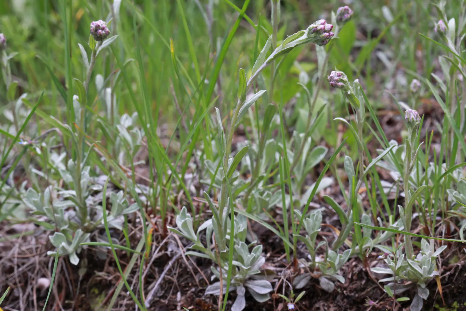 Pussytoes (Antennaria Plantaginifolia) — hence the name.<br><br>The leaves of Pussytoes are an attractive feature in themselves; adding an, image 55