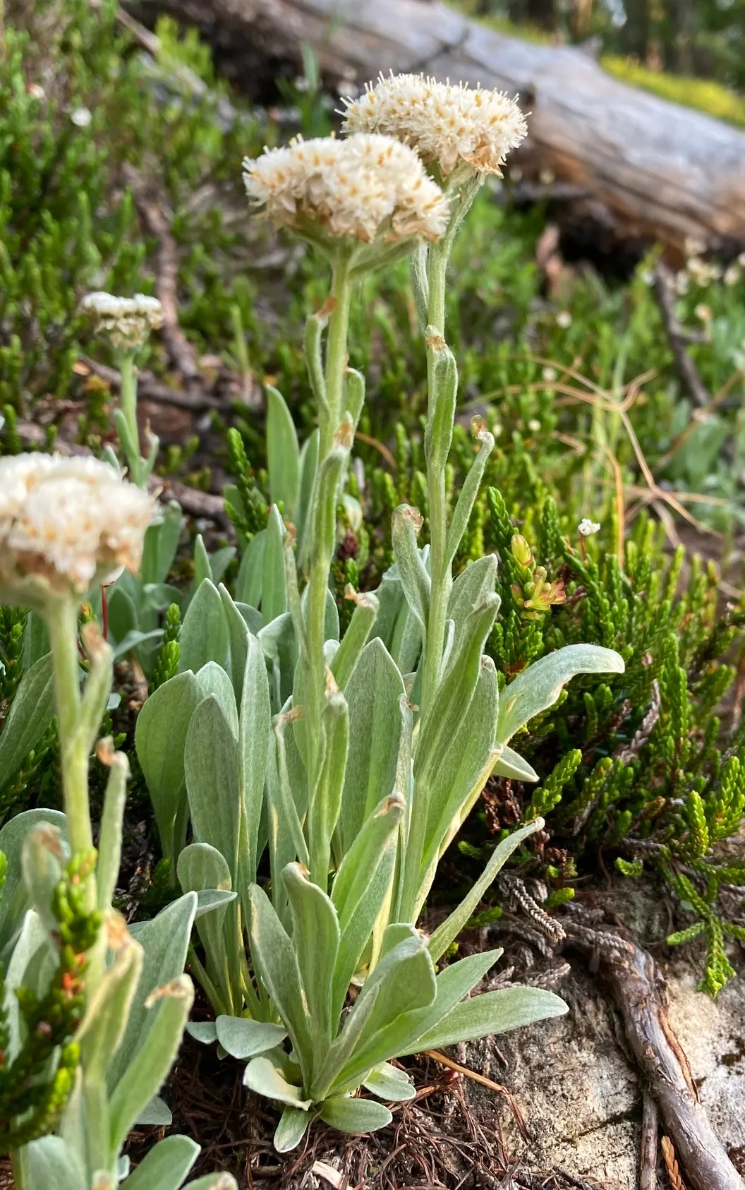 Pussytoes (Antennaria Plantaginifolia) — Its resilience and low-maintenance make it an ideal choice for rock gardens; commonly known as Pussytoes, image 132