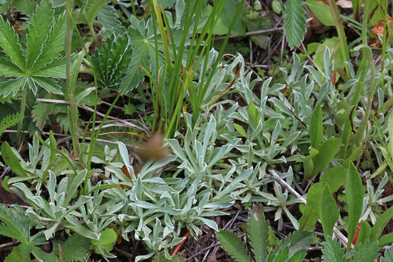 Pussytoes (Antennaria Plantaginifolia) — It boasts a low-growing, mat-forming habit, reaching 3-6 inches in height with a spread of 12 inches; or, image 164