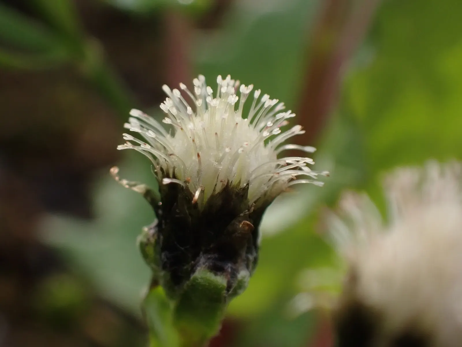 Pussytoes (Antennaria Plantaginifolia) — Silvery-white to soft pink flower clusters resemble cat's paws, emerging in spring; is a perennial, image 50
