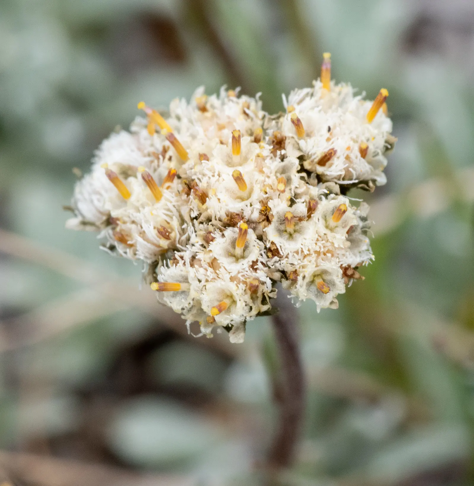 Pussytoes (Antennaria Plantaginifolia) — typically about 2 to 3 inches long