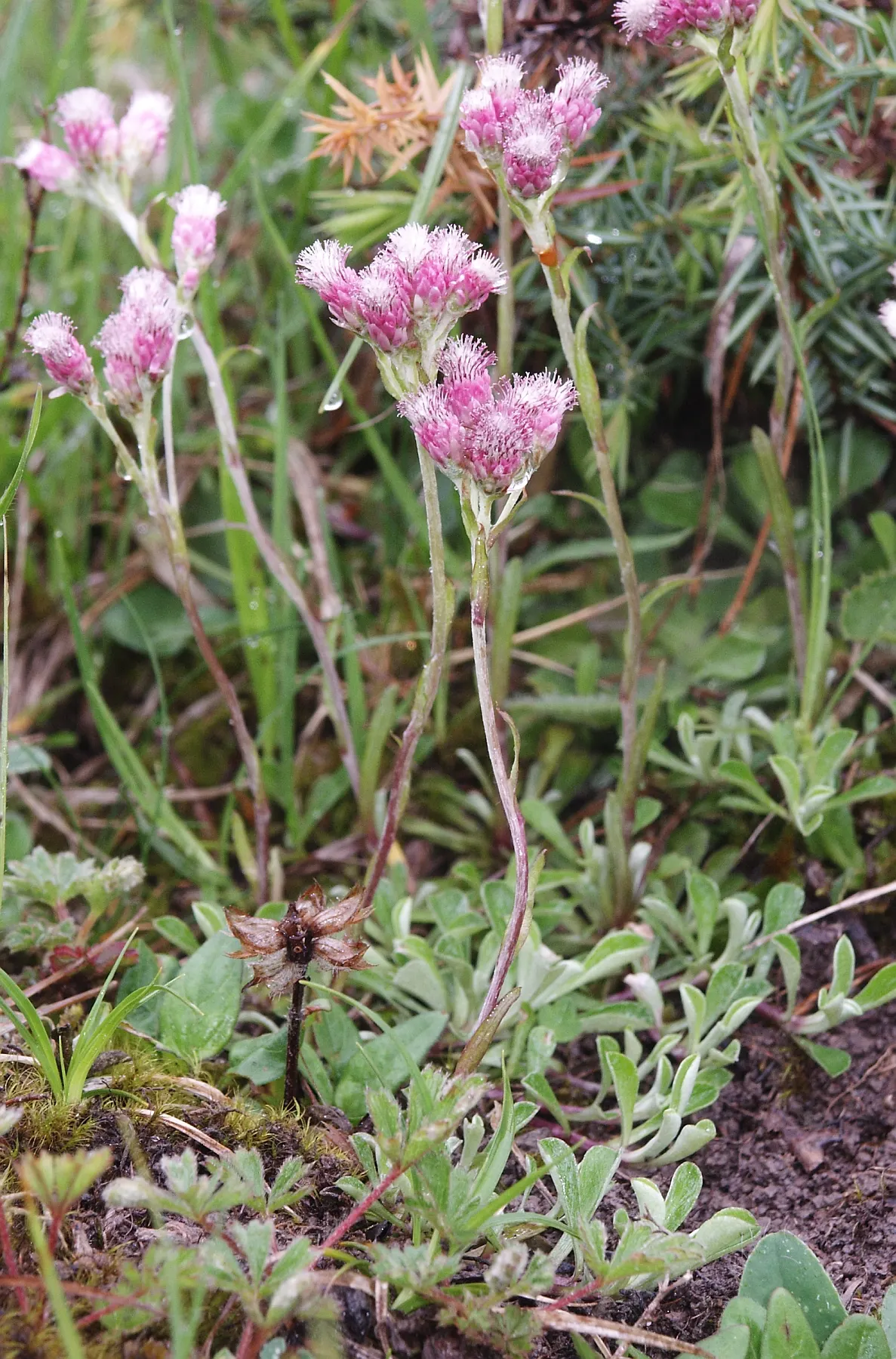 Pussytoes (Antennaria Plantaginifolia) — is a perennial groundcover that thrives in USDA zones 3-8; with the shape reminiscent of plantain leaves, image 163