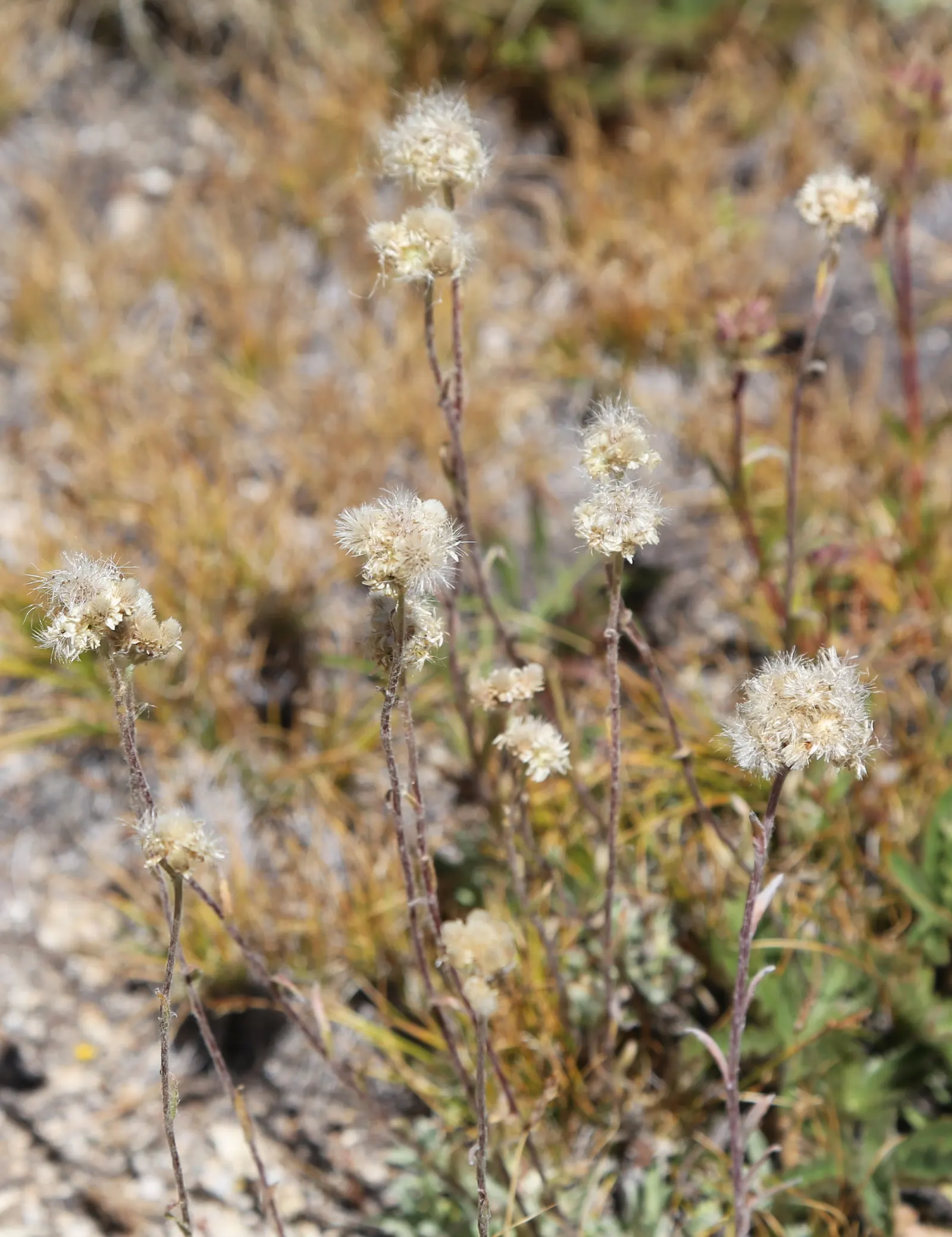 Pussytoes (Antennaria Plantaginifolia) — adding an ecological benefit to their visual appeal.<br><br>Pussytoes is highly drought-tolerant; it, image 106