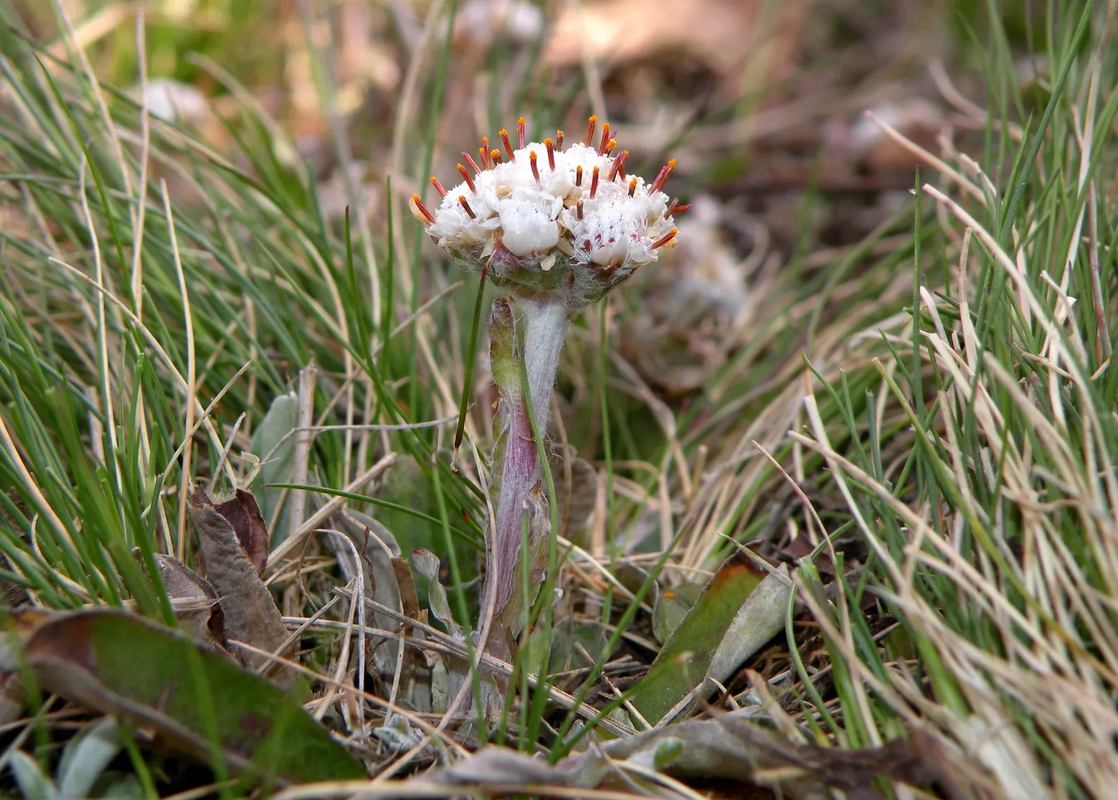 Pussytoes (Antennaria Plantaginifolia) — Its resilience and low-maintenance make it an ideal choice for rock gardens; commonly known as Pussytoes, image 109
