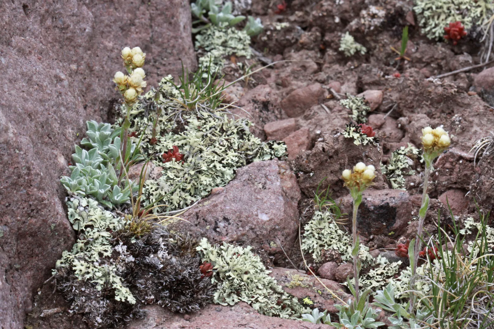 Pussytoes (Antennaria Plantaginifolia) — commonly known as Pussytoes; silvery-white to soft pink flower clusters resemble cat's paws, emerging in, image 93