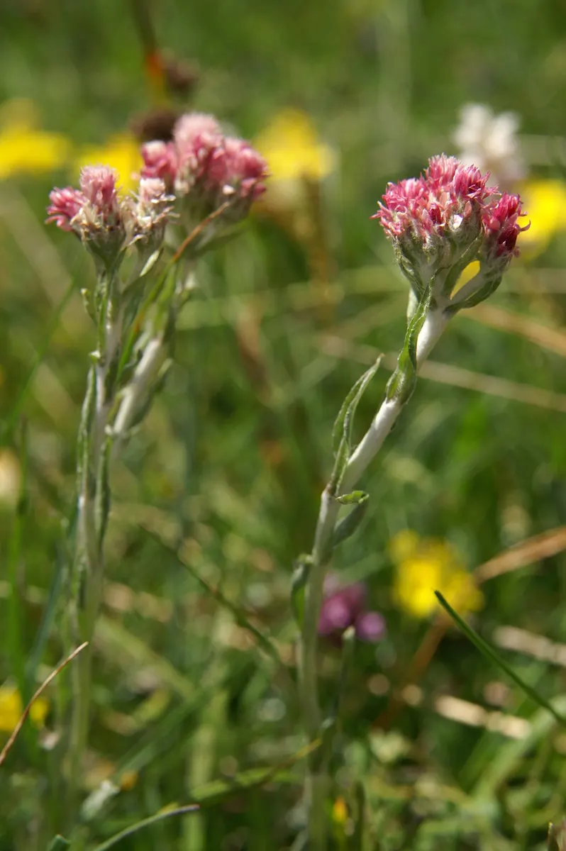 Pussytoes (Antennaria Plantaginifolia) — adding an ecological benefit to their visual appeal.<br><br>Pussytoes is highly drought-tolerant; it, image 83
