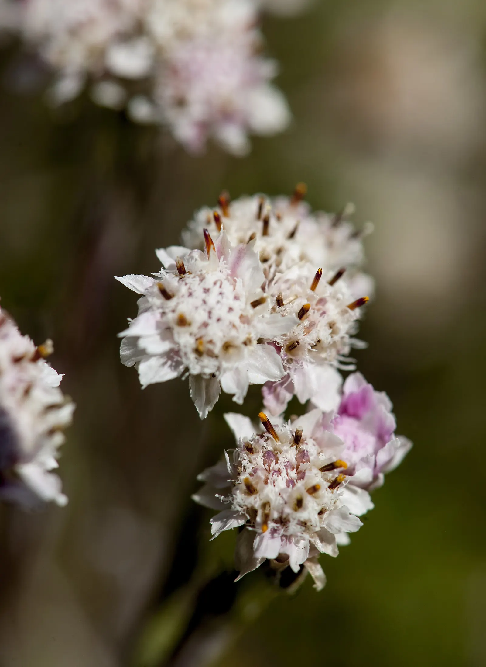 Pussytoes (Antennaria Plantaginifolia) — ground cover / perennial for full; giving your client a lush yet manageable garden component, image 69