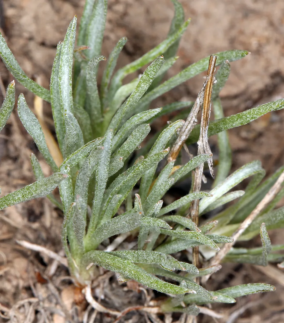 Pussytoes (Antennaria Plantaginifolia) — commonly known as Pussytoes; silvery-white to soft pink flower clusters resemble cat's paws, emerging in, image 116
