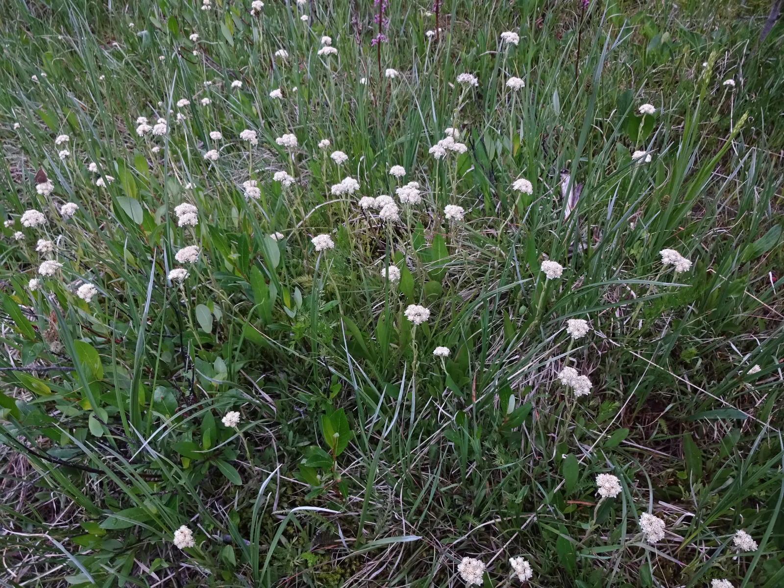 Pussytoes (Antennaria Plantaginifolia) — with the shape reminiscent of plantain leaves (Plantago)