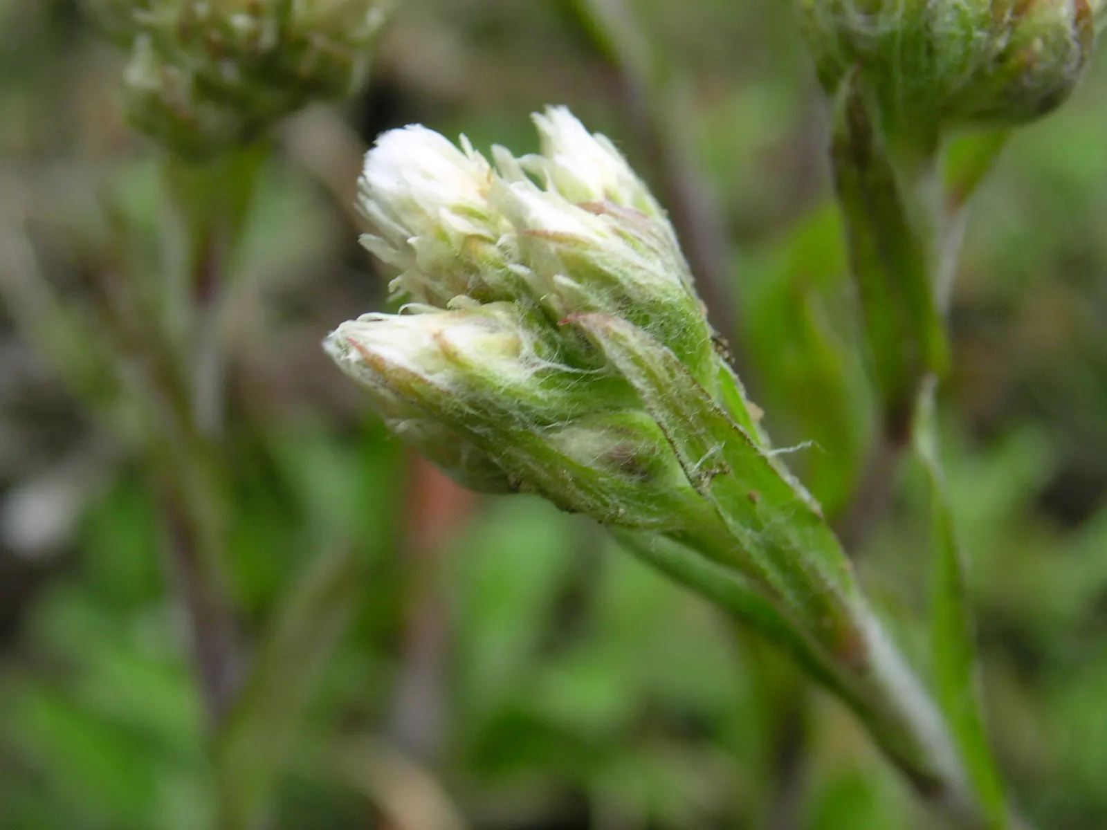 Pussytoes (Antennaria Plantaginifolia) — typically about 2 to 3 inches long; white flowers in the garden, image 56