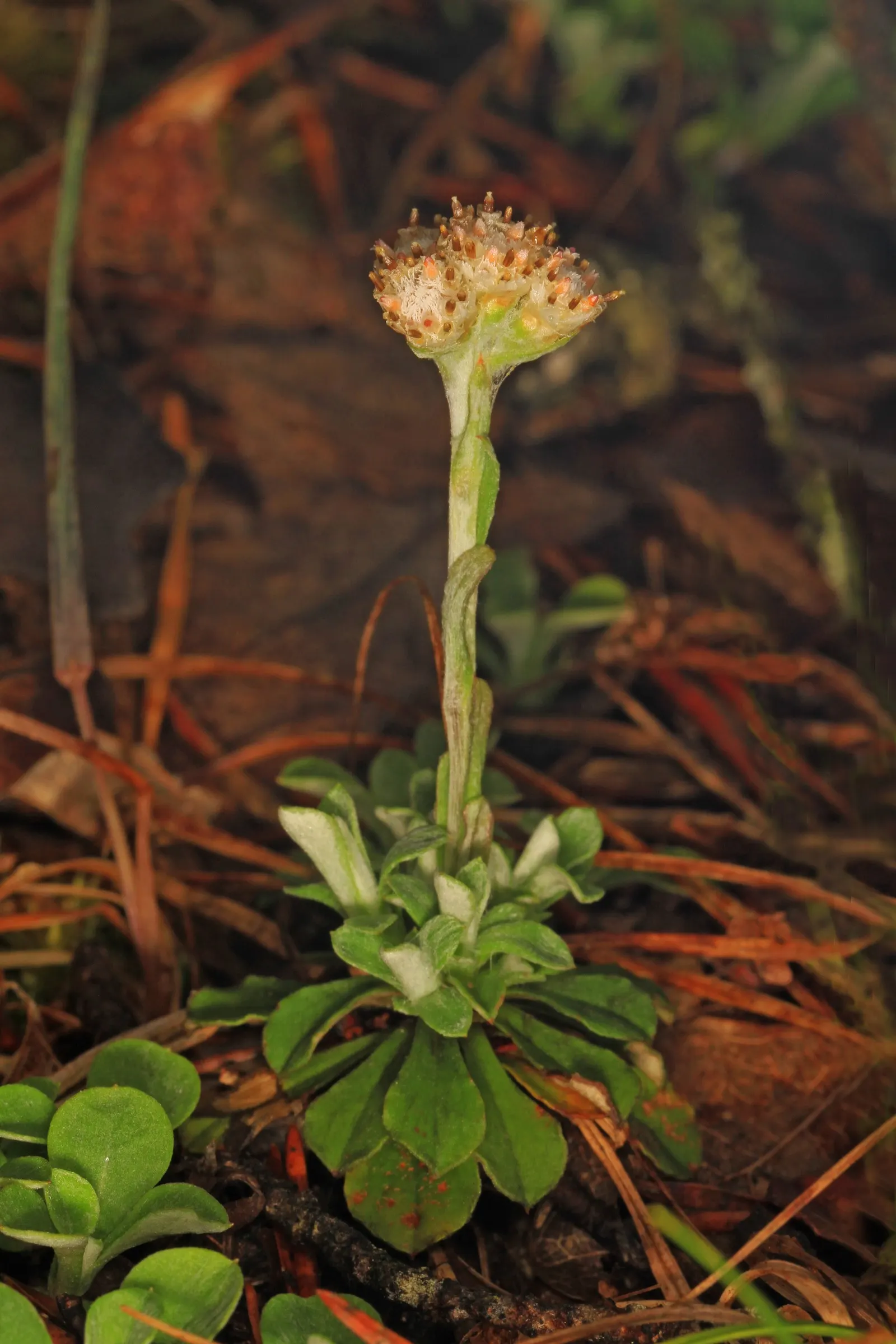 Pussytoes (Antennaria Plantaginifolia) — is a perennial groundcover that thrives in USDA zones 3-8