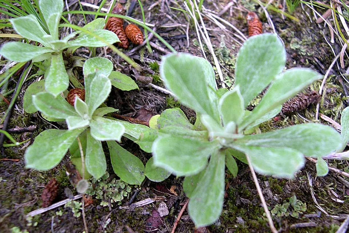 Pussytoes (Antennaria Plantaginifolia) — Its resilience and low-maintenance make it an ideal choice for rock gardens; commonly known as Pussytoes, image 63