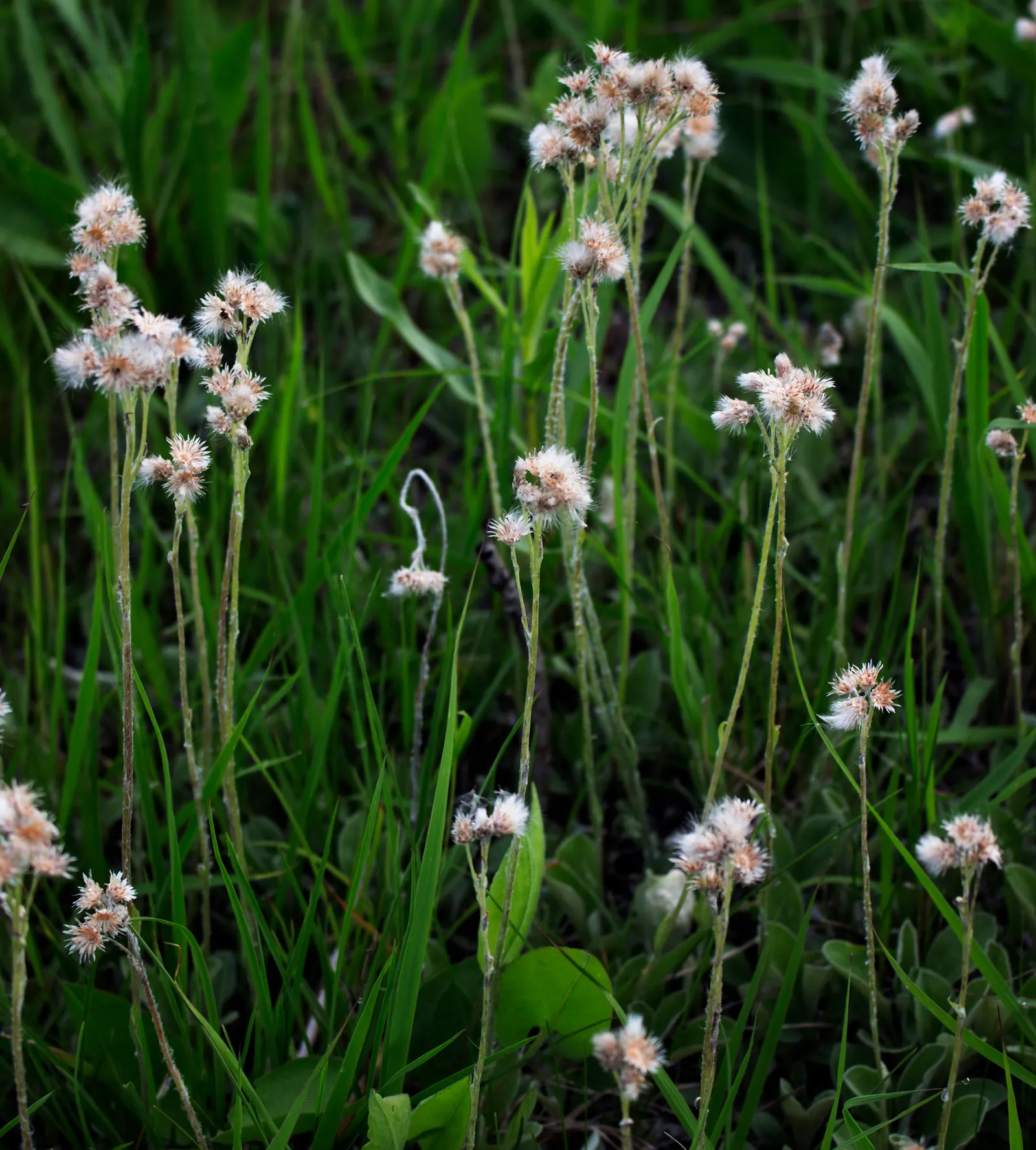 Pussytoes (Antennaria Plantaginifolia) — and prefers well-drained soil with full sun to light shade exposure; its resilience and low-maintenance make it an
