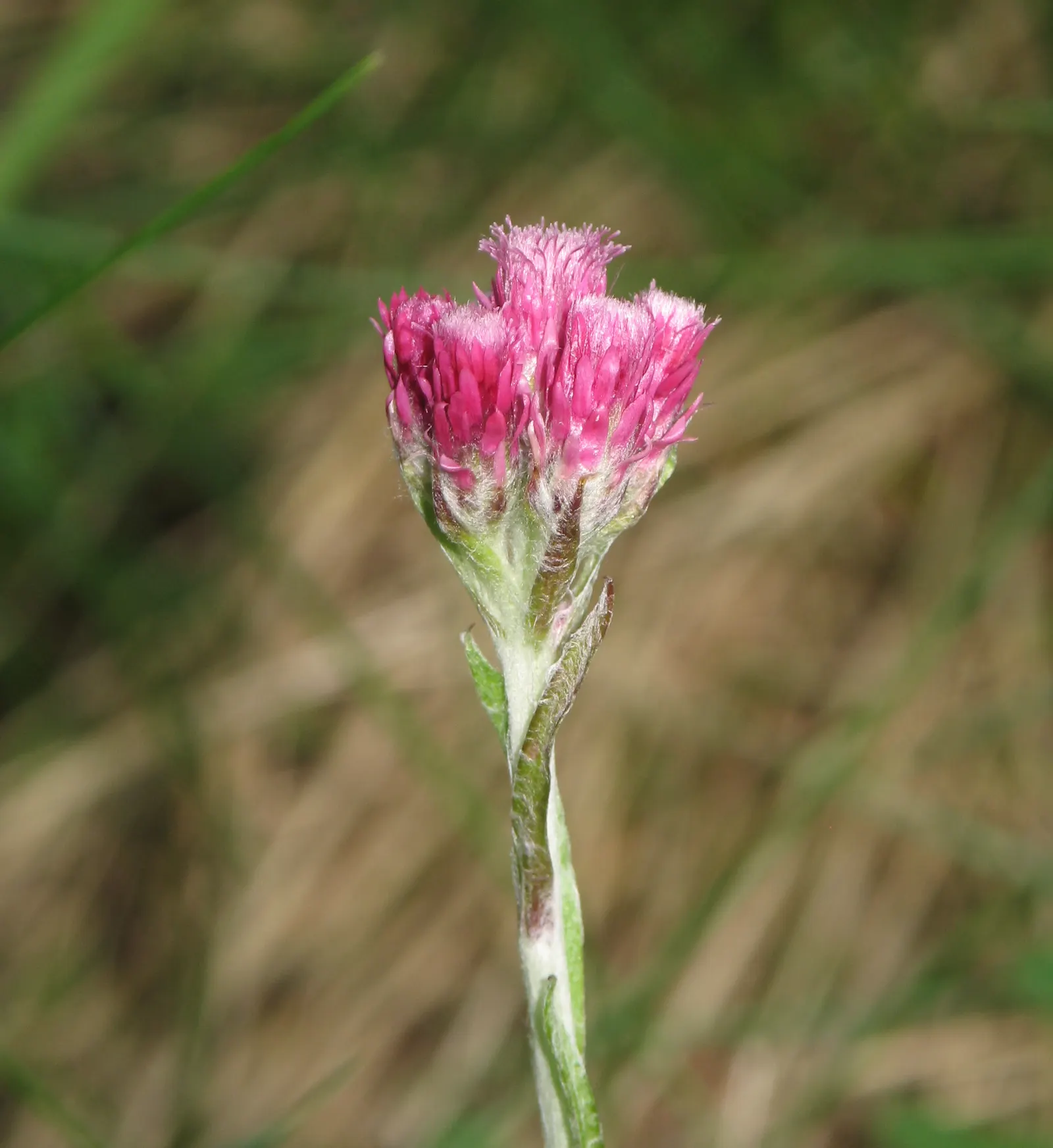 Pussytoes (Antennaria Plantaginifolia) — Silvery-white to soft pink flower clusters resemble cat's paws, emerging in spring; is a perennial, image 119