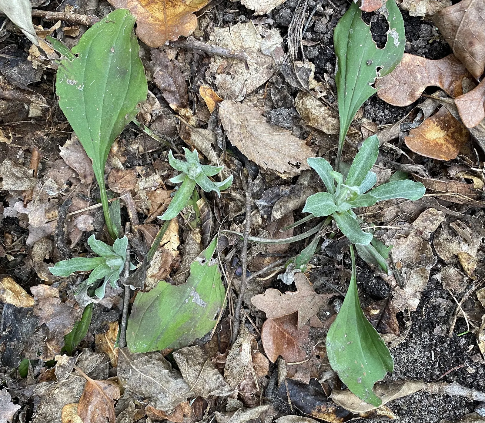 Pussytoes (Antennaria Plantaginifolia) — These basal leaves are spatulate to oblanceolate with a fine, image 104