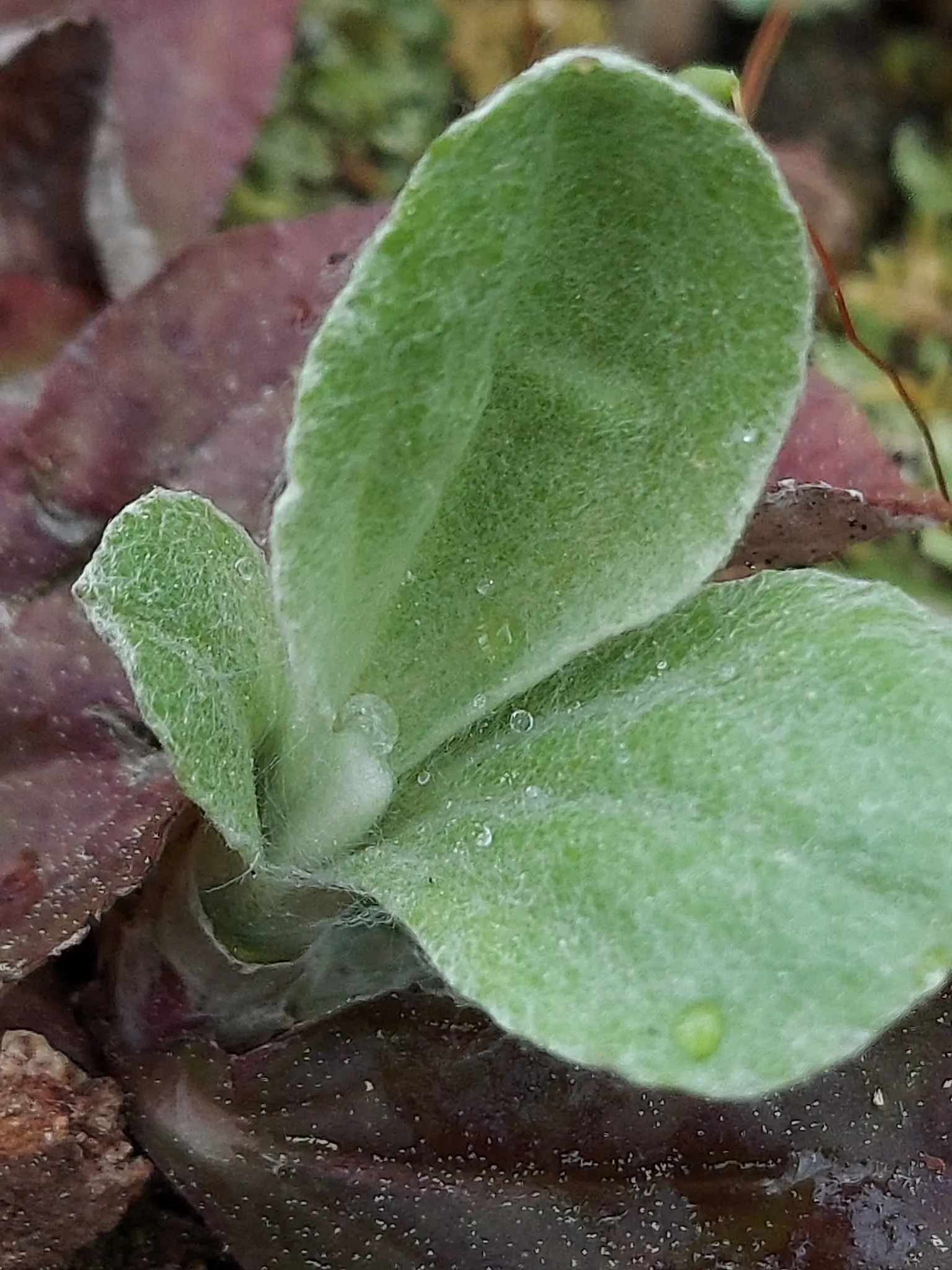 Pussytoes (Antennaria Plantaginifolia) — ground cover / perennial for full; giving your client a lush yet manageable garden component, image 92