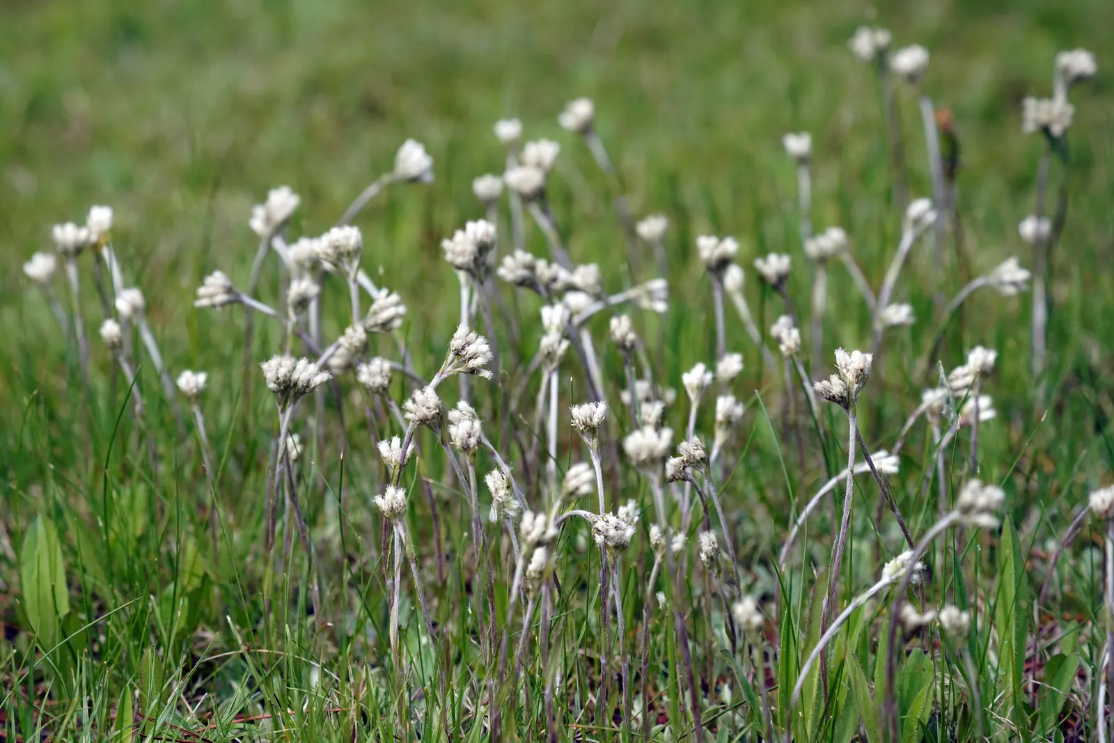 Pussytoes (Antennaria Plantaginifolia) — Its resilience and low-maintenance make it an ideal choice for rock gardens