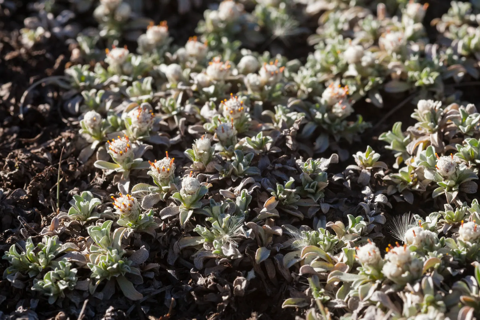 Pussytoes (Antennaria Plantaginifolia) — ground cover / perennial for full; giving your client a lush yet manageable garden component, image 161