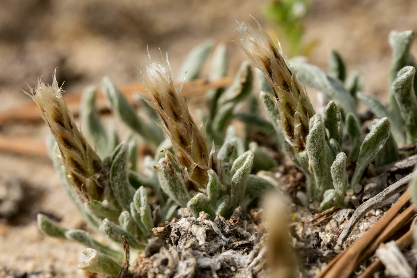 Pussytoes (Antennaria Plantaginifolia) — is a charmingly modest perennial that graces many gardens with its unique appearance and adaptability, image 76