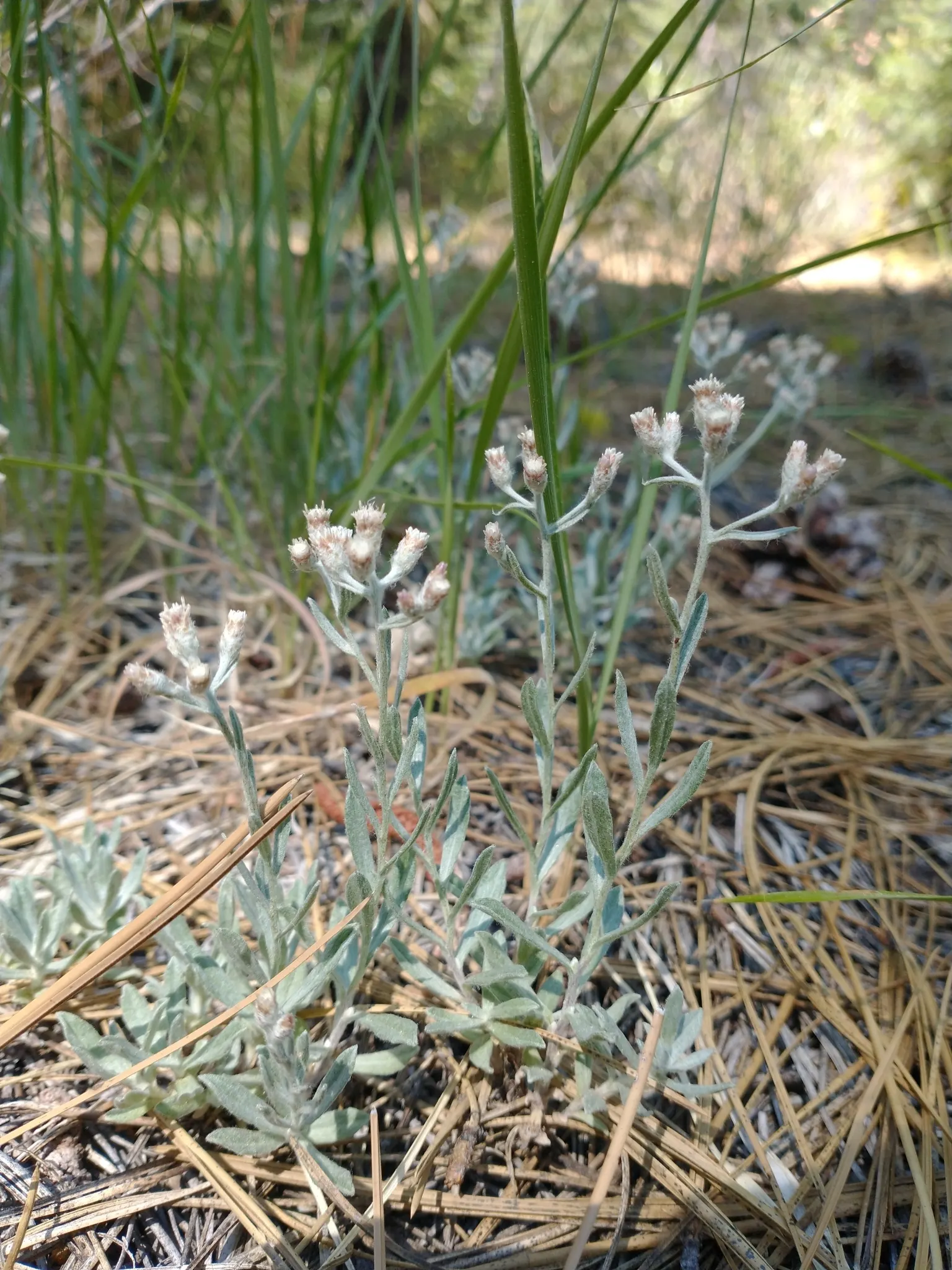 Pussytoes (Antennaria Plantaginifolia) — it requires well-drained soil and is drought-tolerant once established; hence the name.<br><br>The leaves of Pussytoes