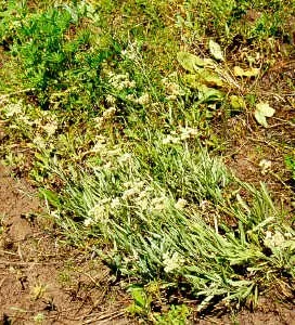 Pussytoes (Antennaria Plantaginifolia) — ground cover / perennial for full; giving your client a lush yet manageable garden component, image 115