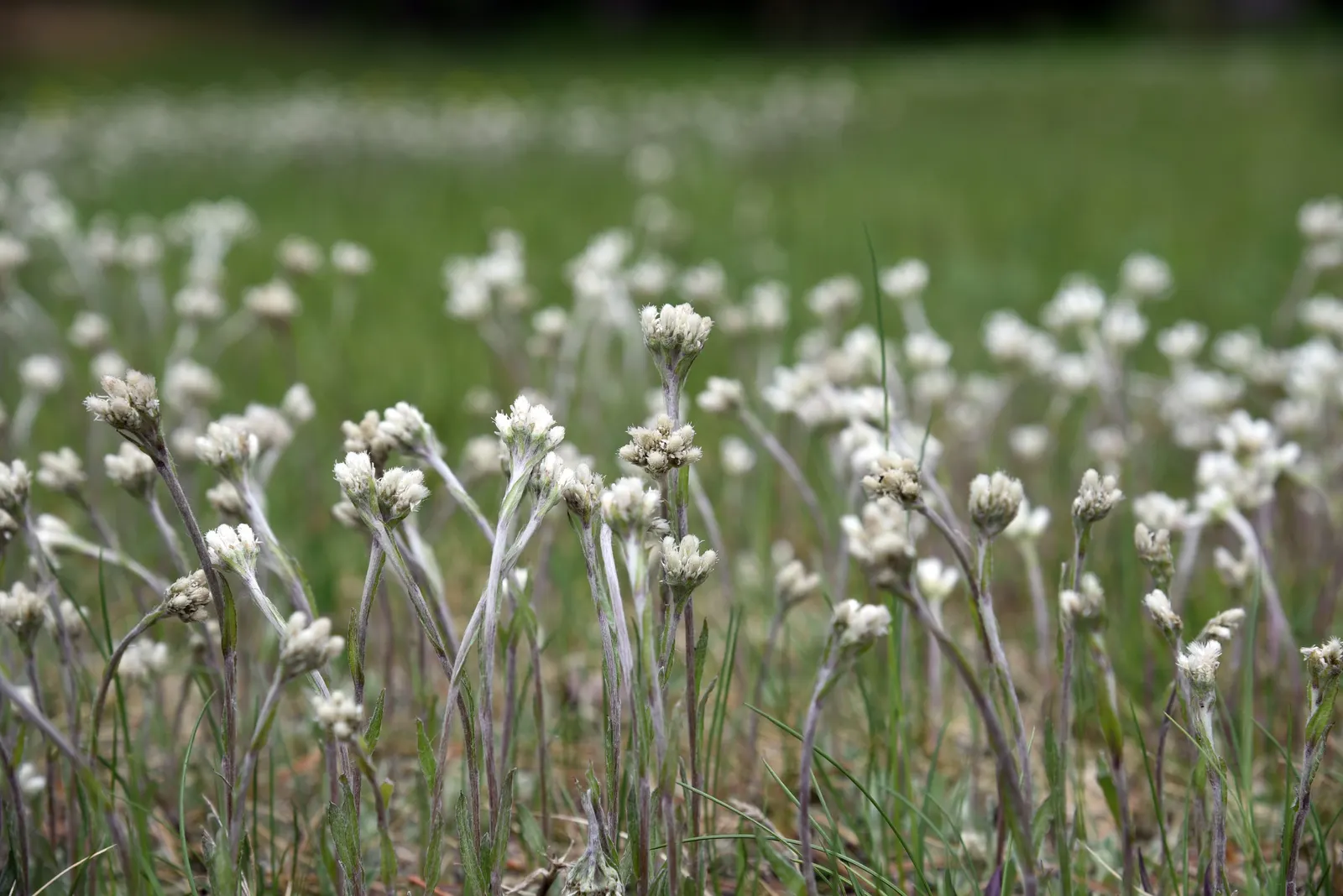 Pussytoes (Antennaria Plantaginifolia) — It boasts a low-growing, mat-forming habit, reaching 3-6 inches in height with a spread of 12 inches; or, image 118