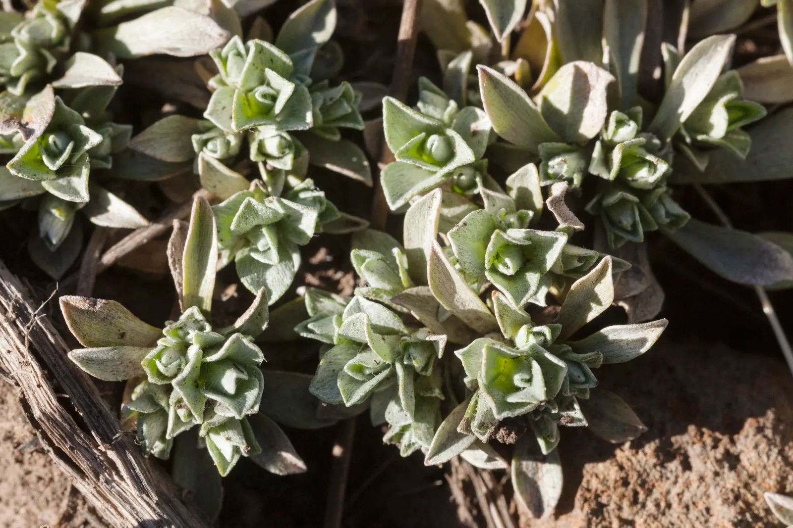 Pussytoes (Antennaria Plantaginifolia) — Its resilience and low-maintenance make it an ideal choice for rock gardens; commonly known as Pussytoes, image 86