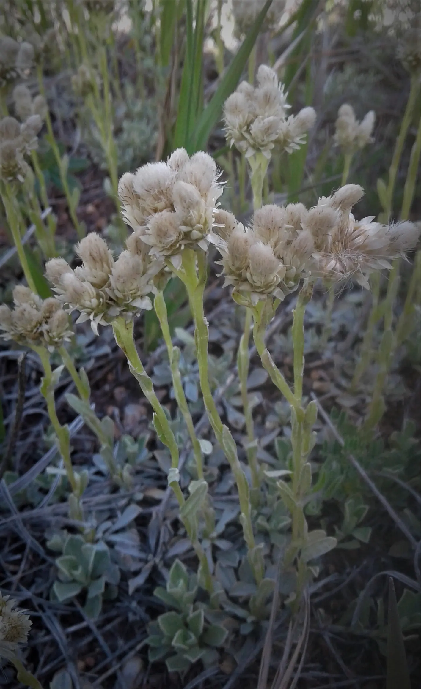 Pussytoes (Antennaria Plantaginifolia) — This plant's ability to spread through stolons will enable it to fill in landscape areas with ease, image 88