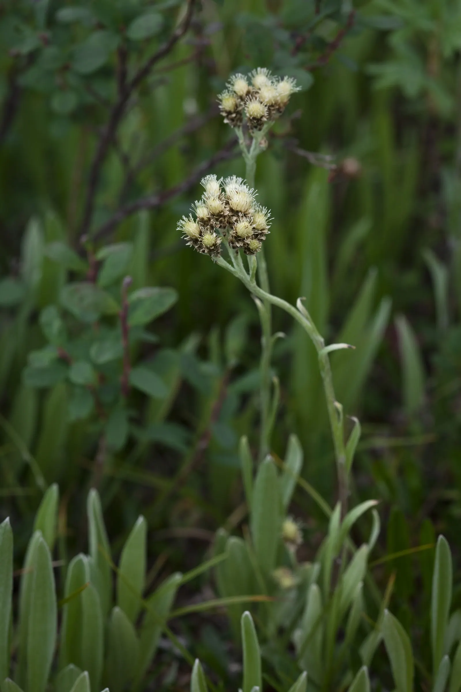 Pussytoes (Antennaria Plantaginifolia) — hence the name.<br><br>The leaves of Pussytoes are an attractive feature in themselves; adding an ecological benefit