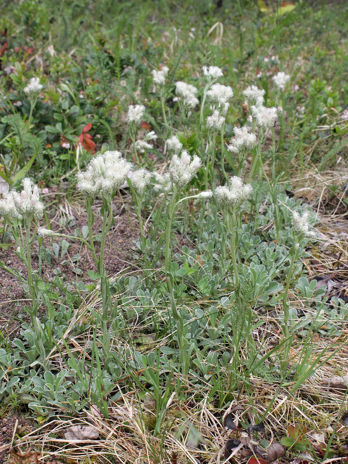 Pussytoes (Antennaria Plantaginifolia) — commonly known as Pussytoes; silvery-white to soft pink flower clusters resemble cat's paws, emerging in, image 47