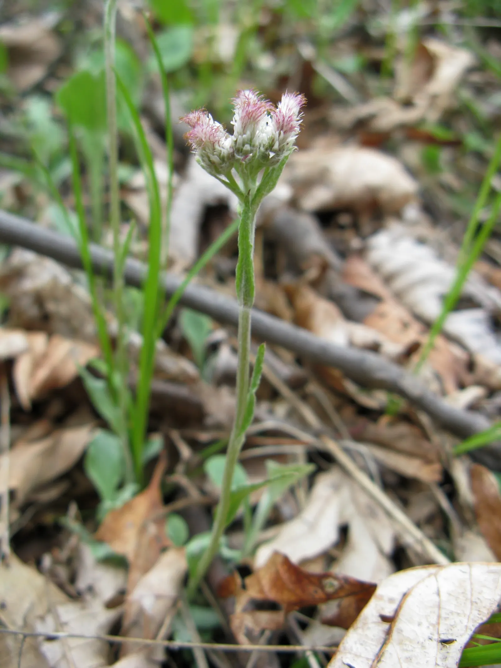 Pussytoes (Antennaria Plantaginifolia) — is a perennial groundcover that thrives in USDA zones 3-8; with the shape reminiscent of plantain leaves (Plantago)