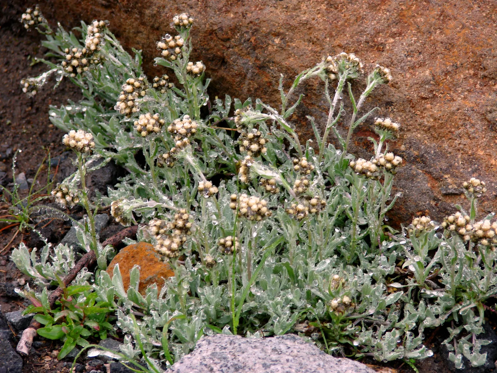 Pussytoes (Antennaria Plantaginifolia) — These basal leaves are spatulate to oblanceolate with a fine, image 150