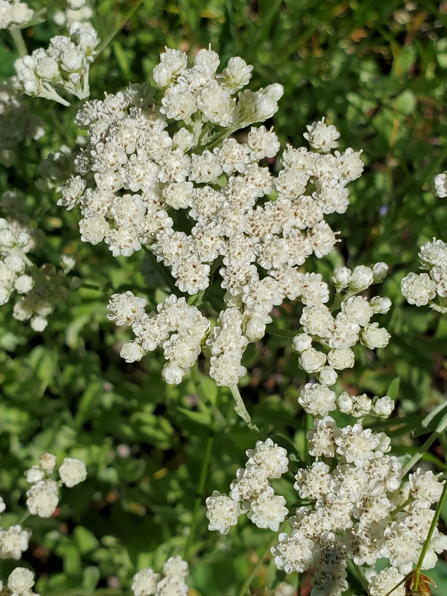 Pussytoes (Antennaria Plantaginifolia) — This North American native stands at a modest height of 6 to 12 inches; is a charmingly modest perennial, image 77