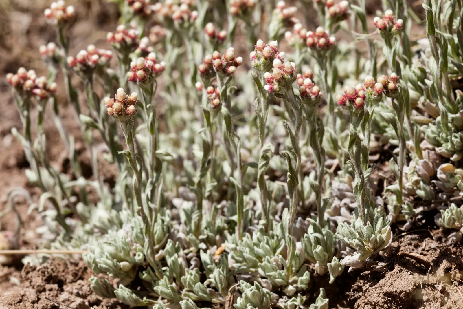 Pussytoes (Antennaria Plantaginifolia) — white flowers in the garden; making it a low-maintenance choice for rock gardens and borders