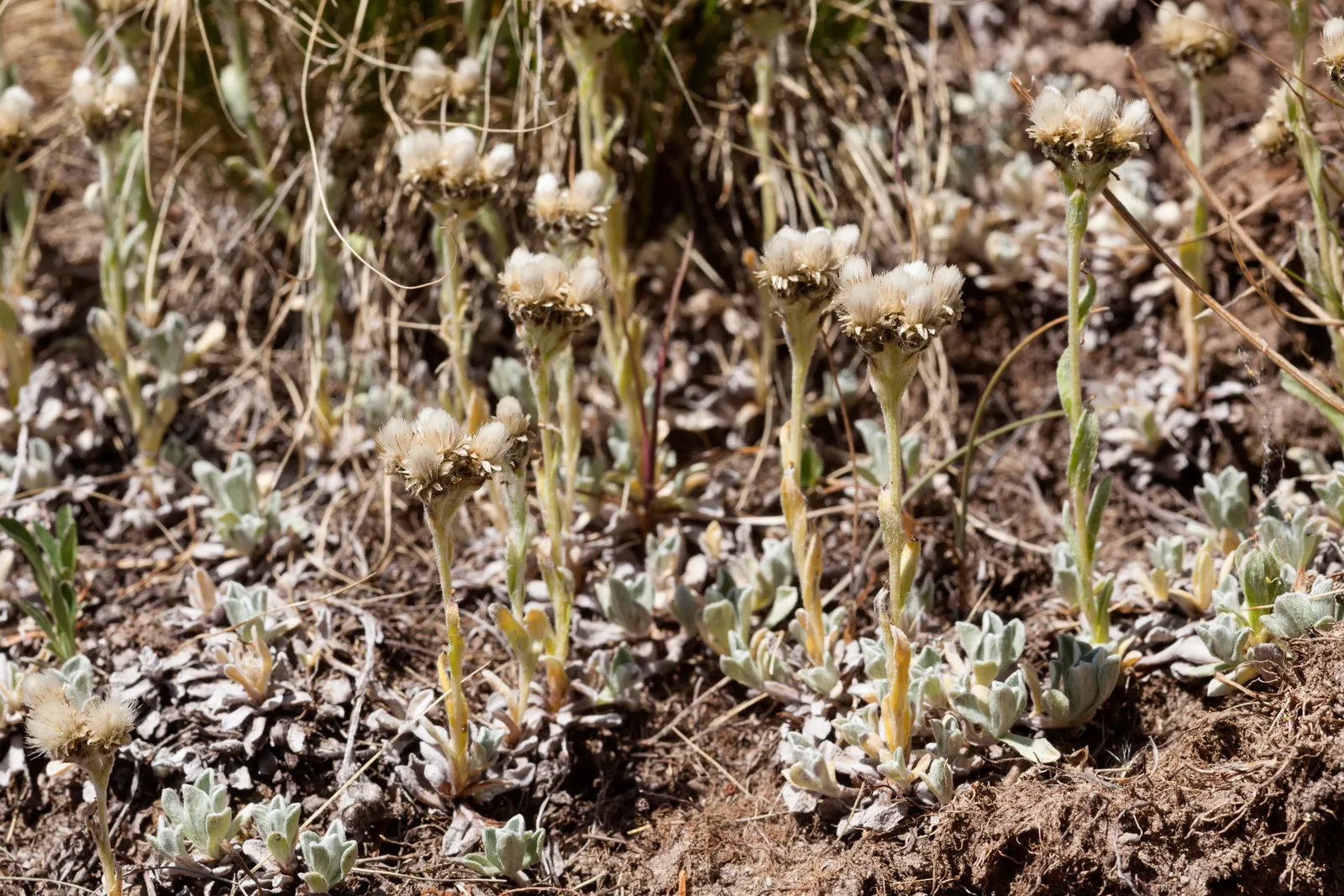 Pussytoes (Antennaria Plantaginifolia) — typically about 2 to 3 inches long; white flowers in the garden, image 148