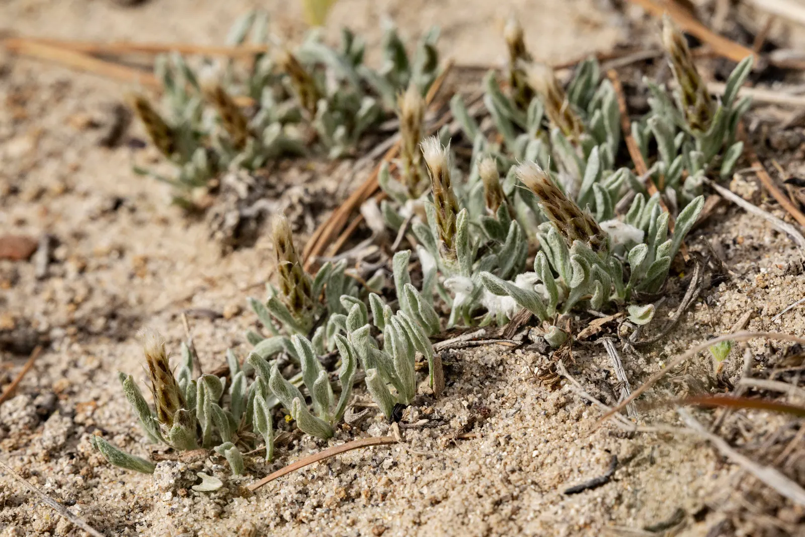 Pussytoes (Antennaria Plantaginifolia) — with the shape reminiscent of plantain leaves (Plantago); it requires well-drained soil and is, image 57