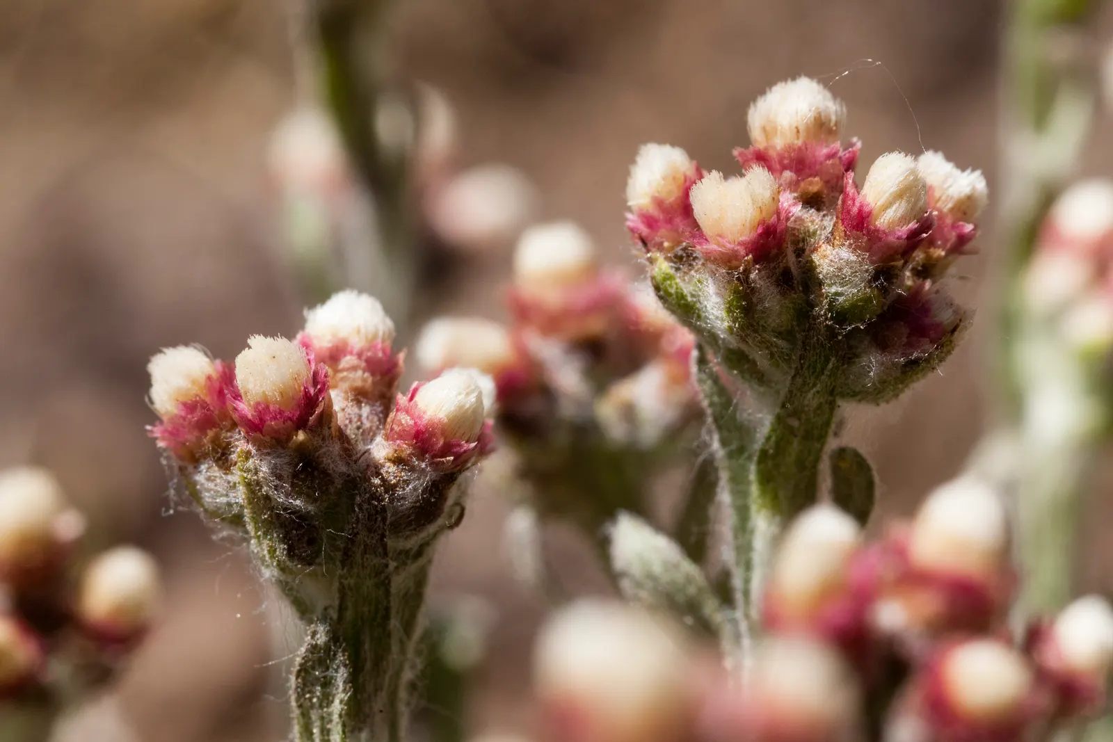 Pussytoes (Antennaria Plantaginifolia) — commonly known as Pussytoes; silvery-white to soft pink flower clusters resemble cat's paws, emerging in, image 162