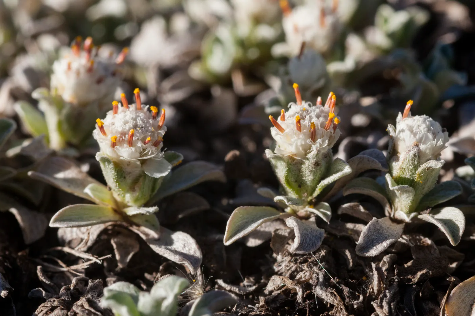 Pussytoes (Antennaria Plantaginifolia) — white flowers in the garden; making it a low-maintenance choice for rock gardens and borders, image 90